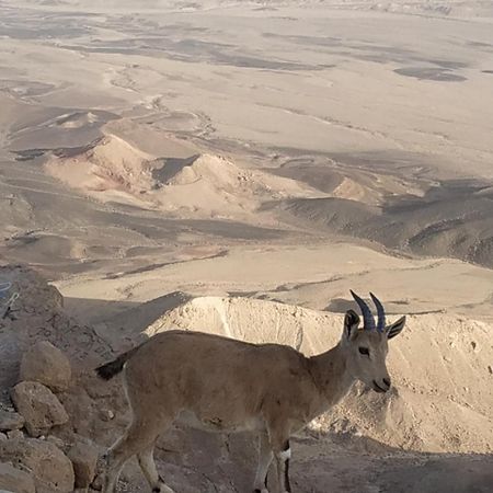 Desert Peace Mitzpe Ramon Exterior foto