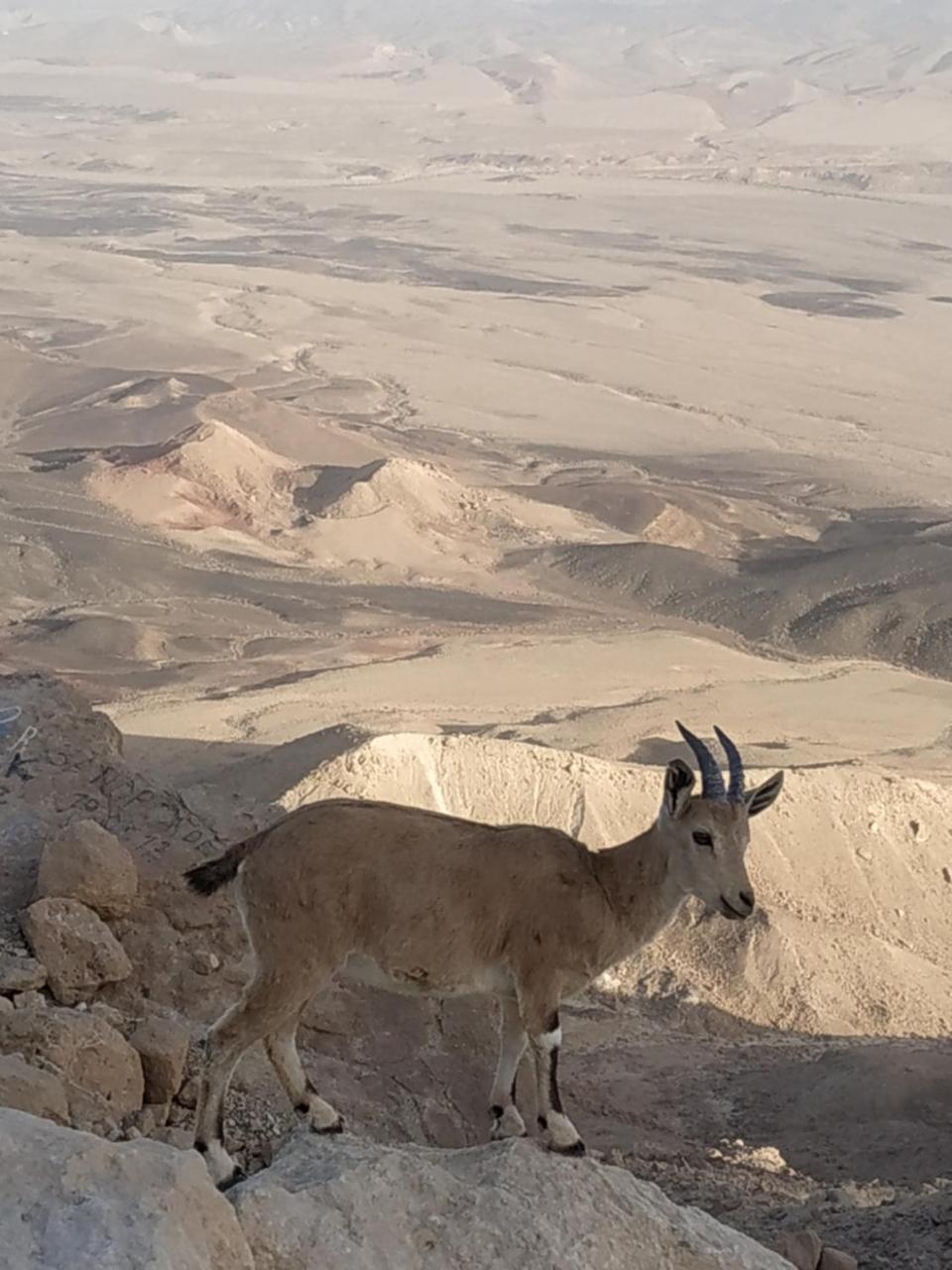 Desert Peace Mitzpe Ramon Exterior foto